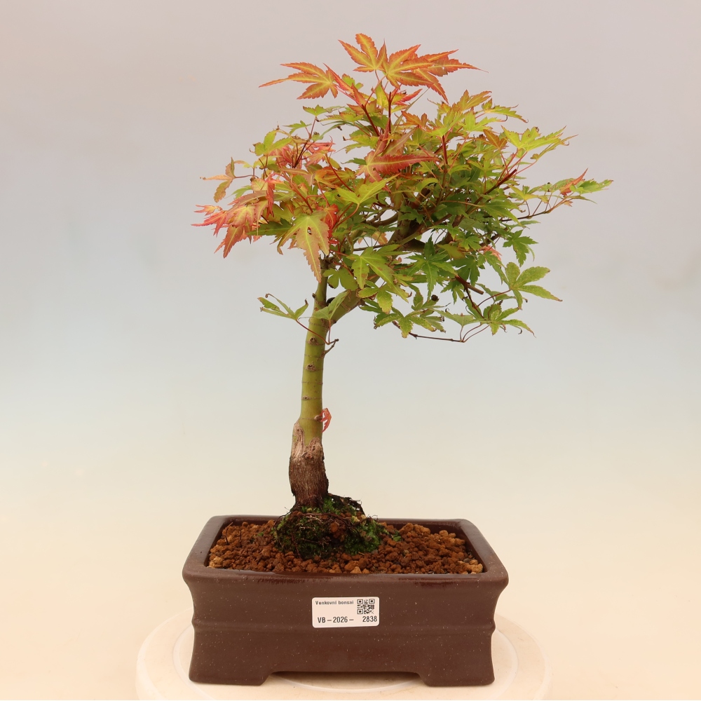 Javor dlanitolistý - Acer palmatum Beni Tsukasa