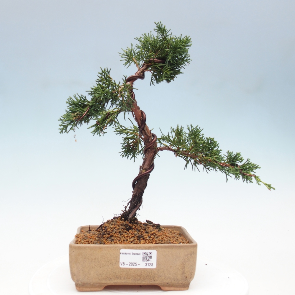 Venkovní bonsai - Juniperus chinensis Kishu -Jalovec čínský