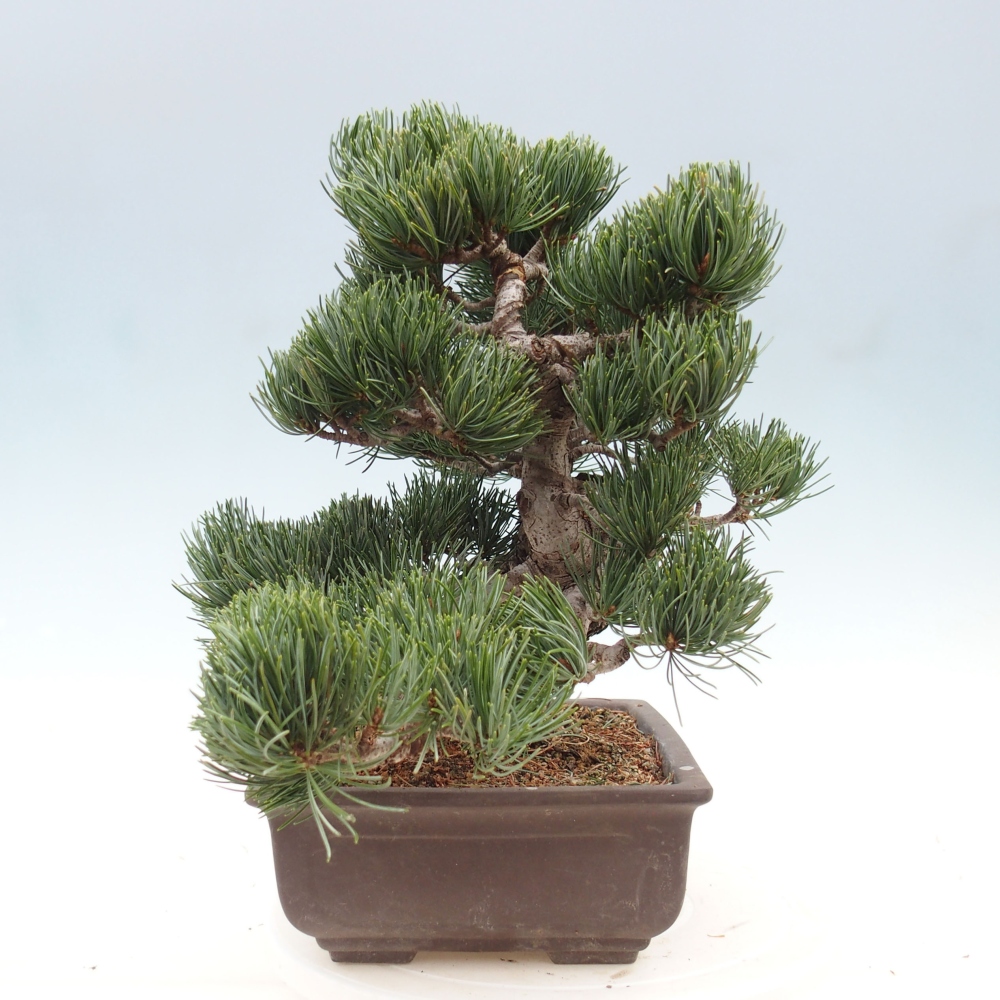 Venkovní bonsai - Pinus parviflora - Borovice drobnokvětá