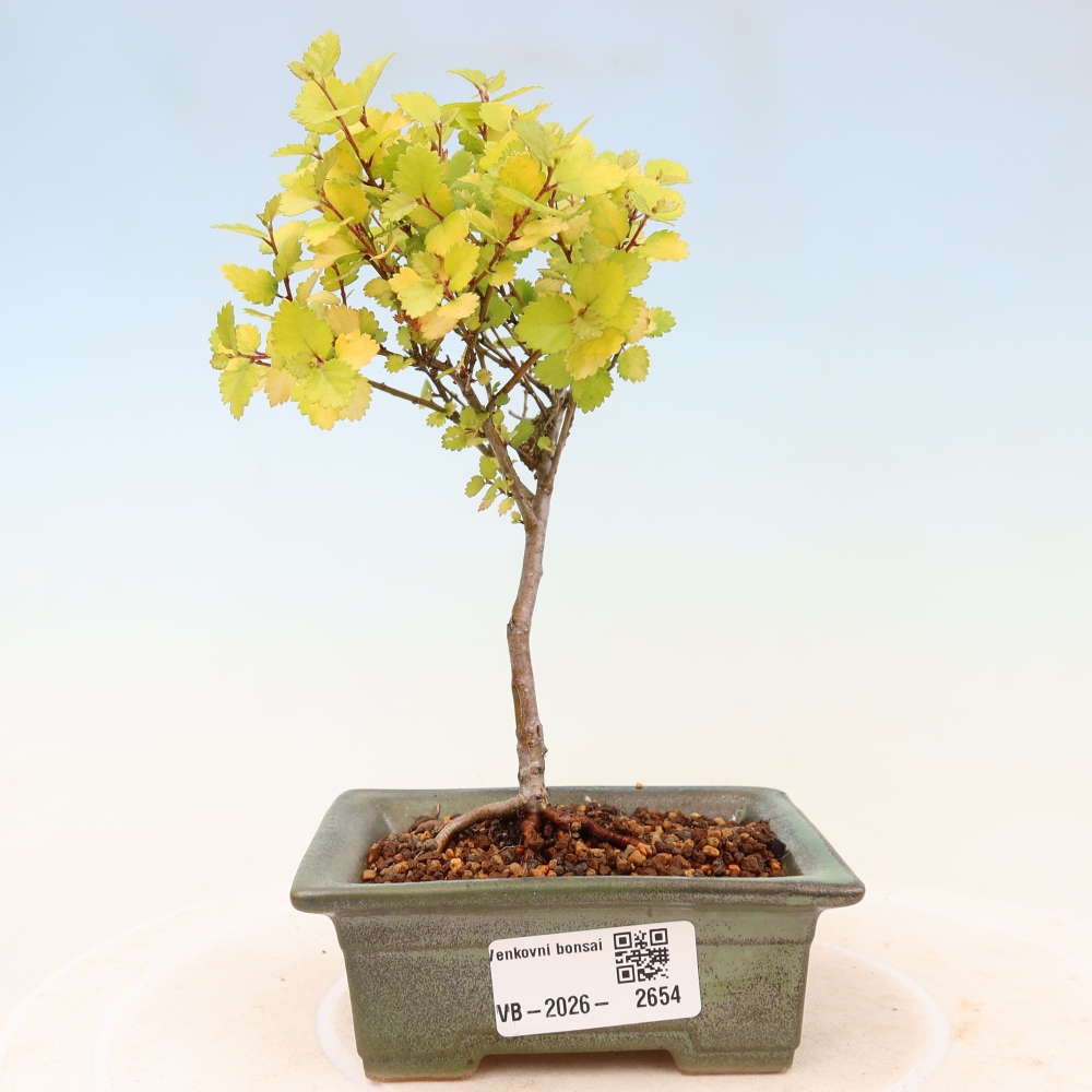 Venkovní bonsai - bříza trpasličí - Betula NANA Golden Treasure