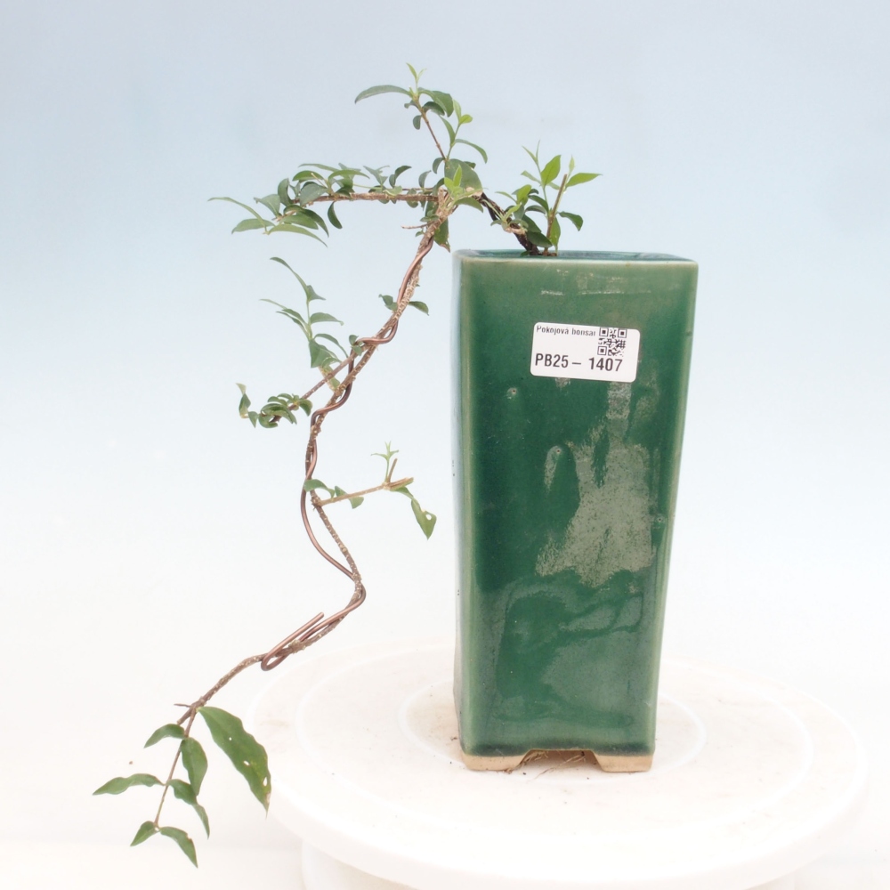 Pokojová bonsai - Malpighia coccigera- Barbdorská třešeň