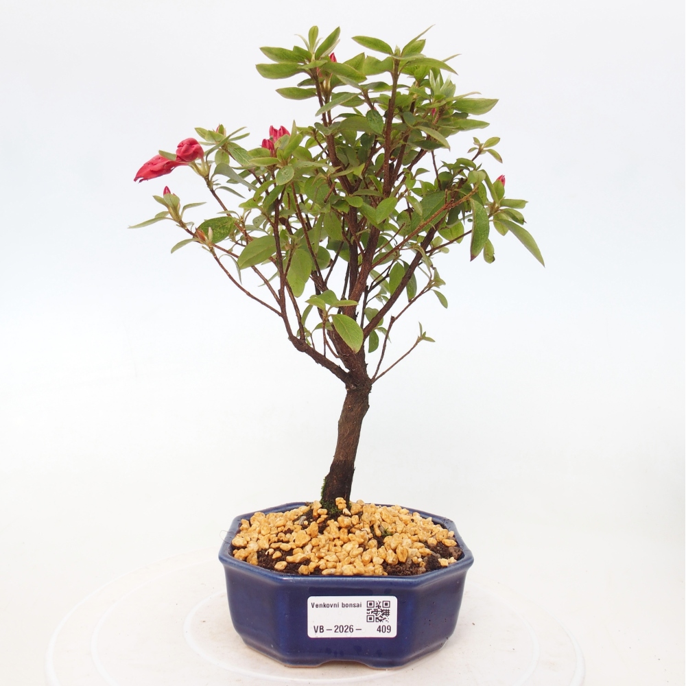 Venkovní bonsai - Japonská azalka - Azalea sp.