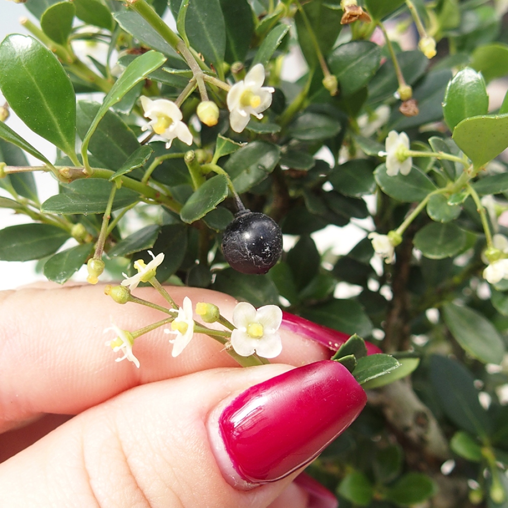 Pokojová bonsai - Ilex crenata - Cesmína