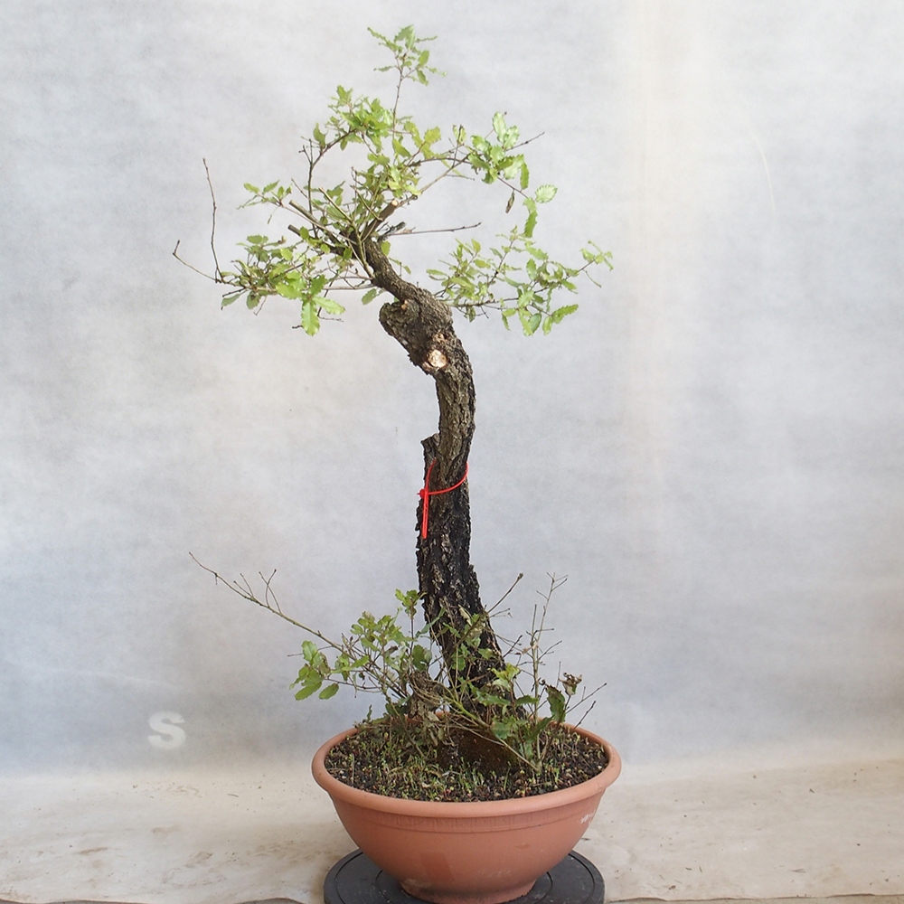 Venkovní bonsai Quercus Cerris - Dub Cer