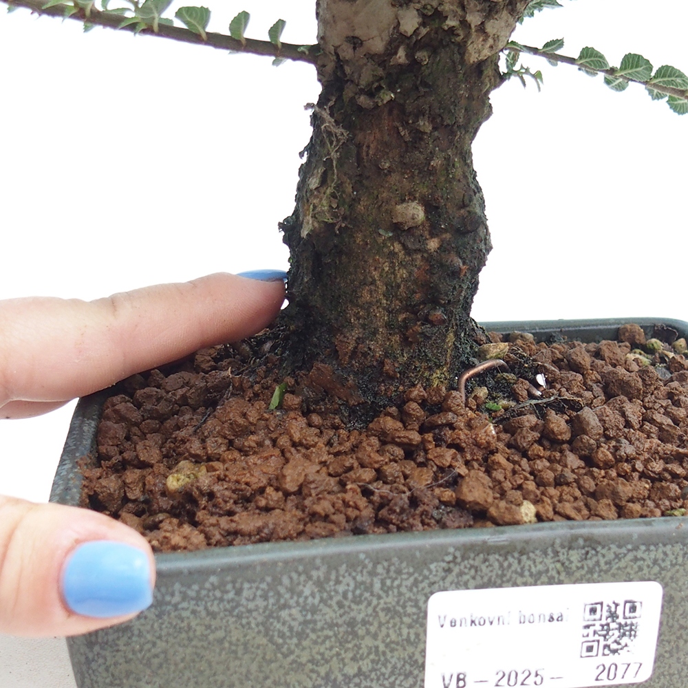 Venkovní bonsai - Ulmus parvifolia Hokkaido - jilm Čínský