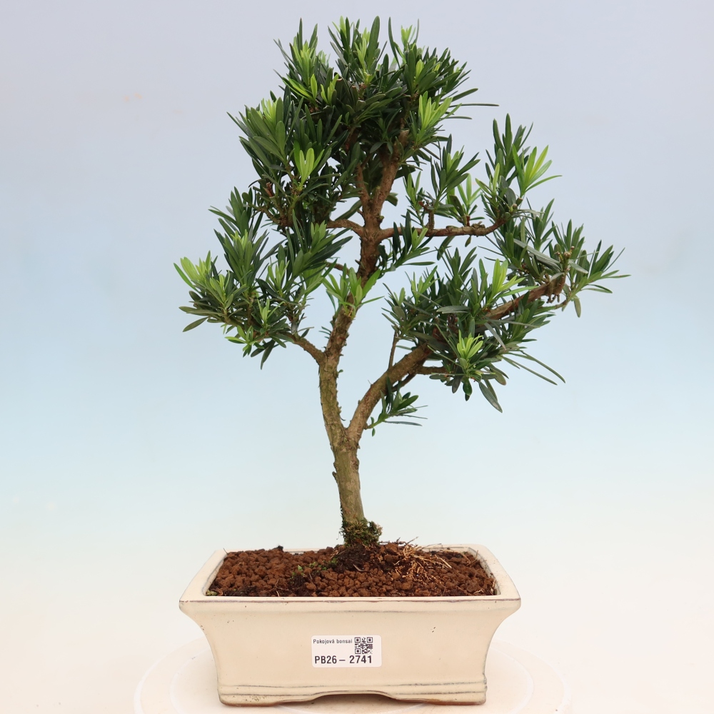 Pokojová bonsai - Podocarpus - Kamenný tis