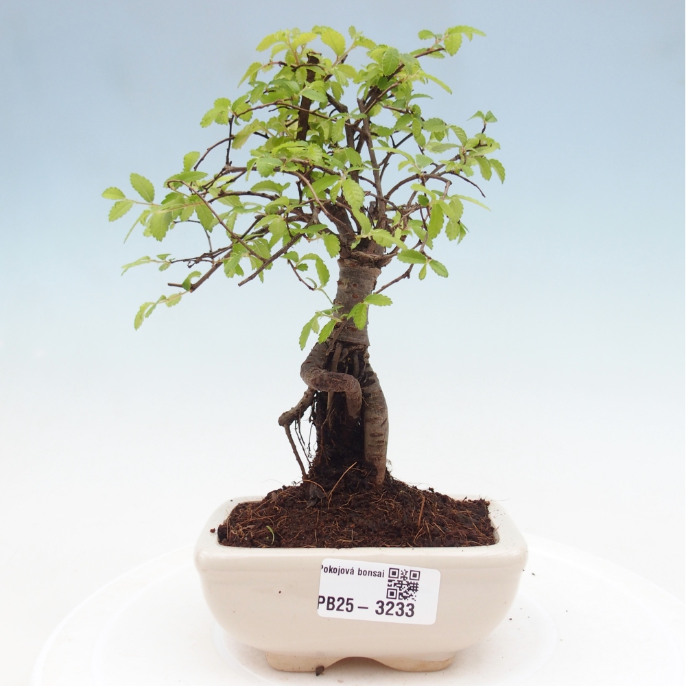 Pokojová bonsai - Ulmus parvifolia - Malolistý jilm