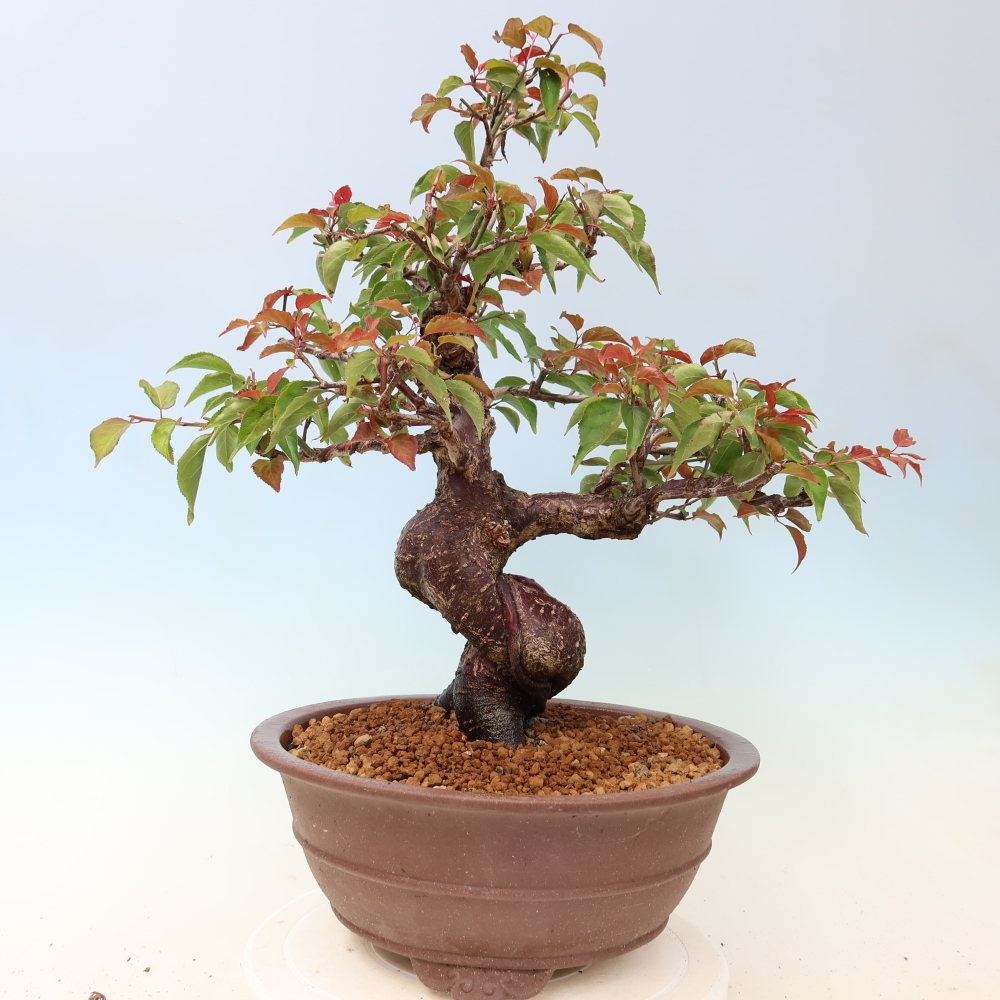 Venkovní bonsai -Japonská meruňka - Prunus Mume