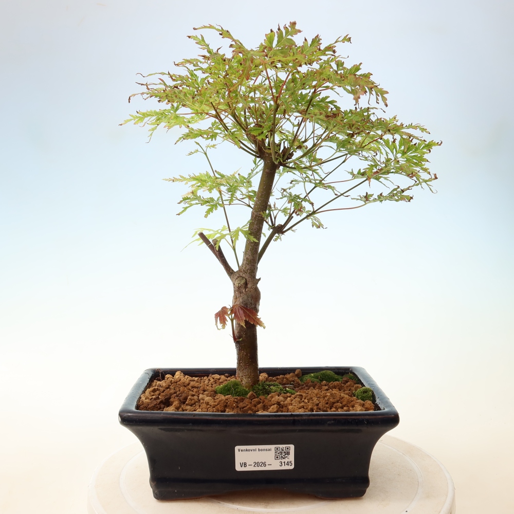 Venkovní bonsai - Acer palmatum Dissectum - Javor dlanitolistý 