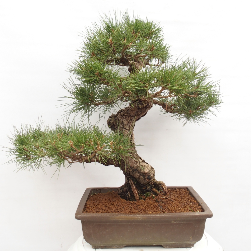 Venkovní bonsai - Pinus thunbergii - Borovice thunbergova