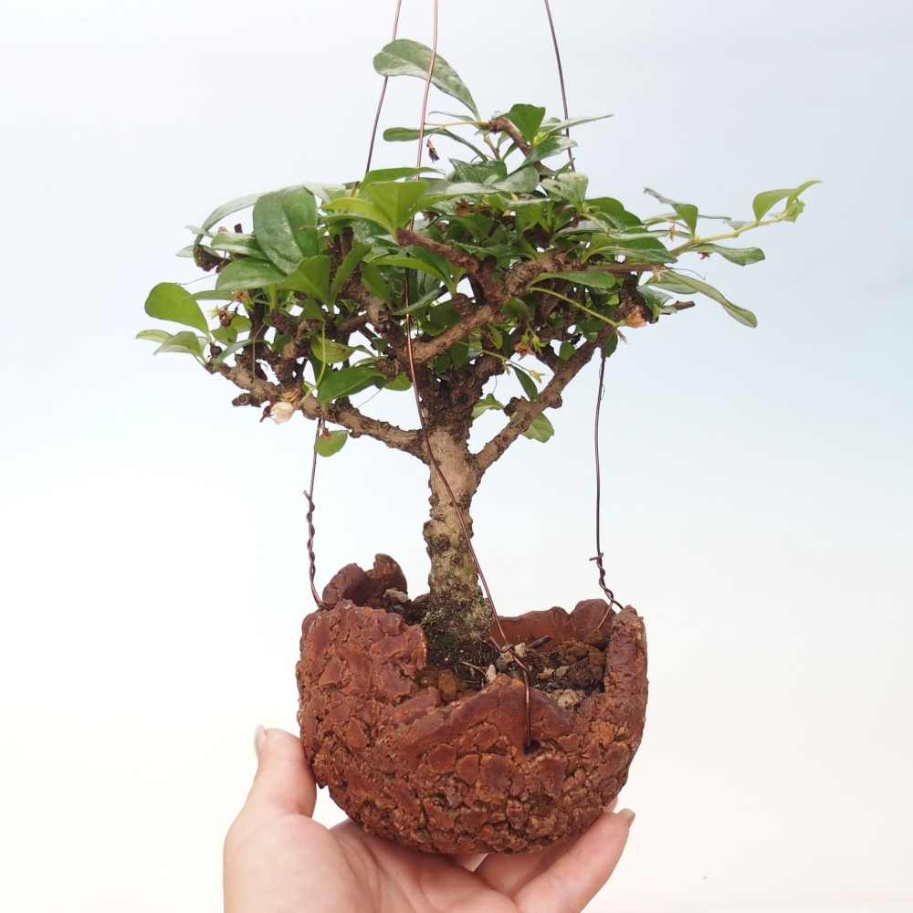 Kokedama v keramice - Čaj-fuki - Carmona macrophylla