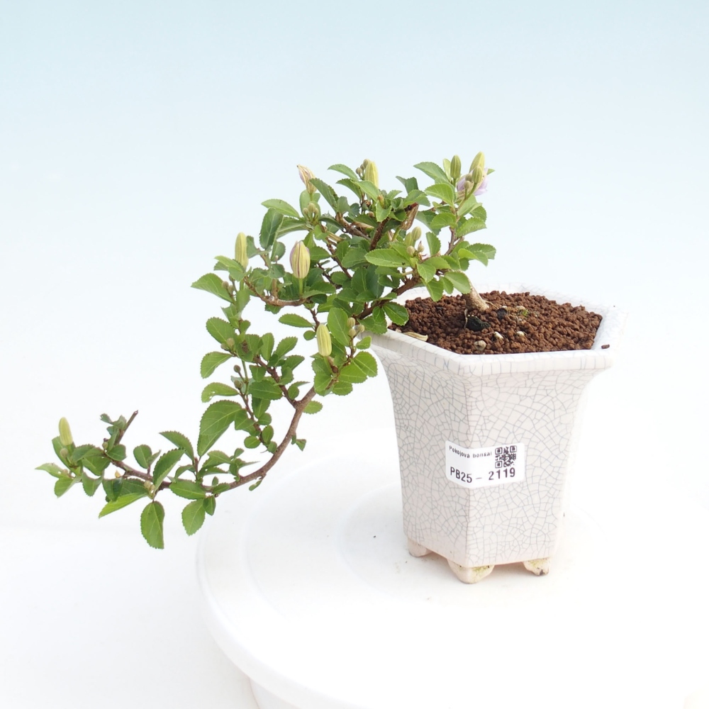 Pokojová bonsai - Grewia occidentalis - Hvězdice levandulová