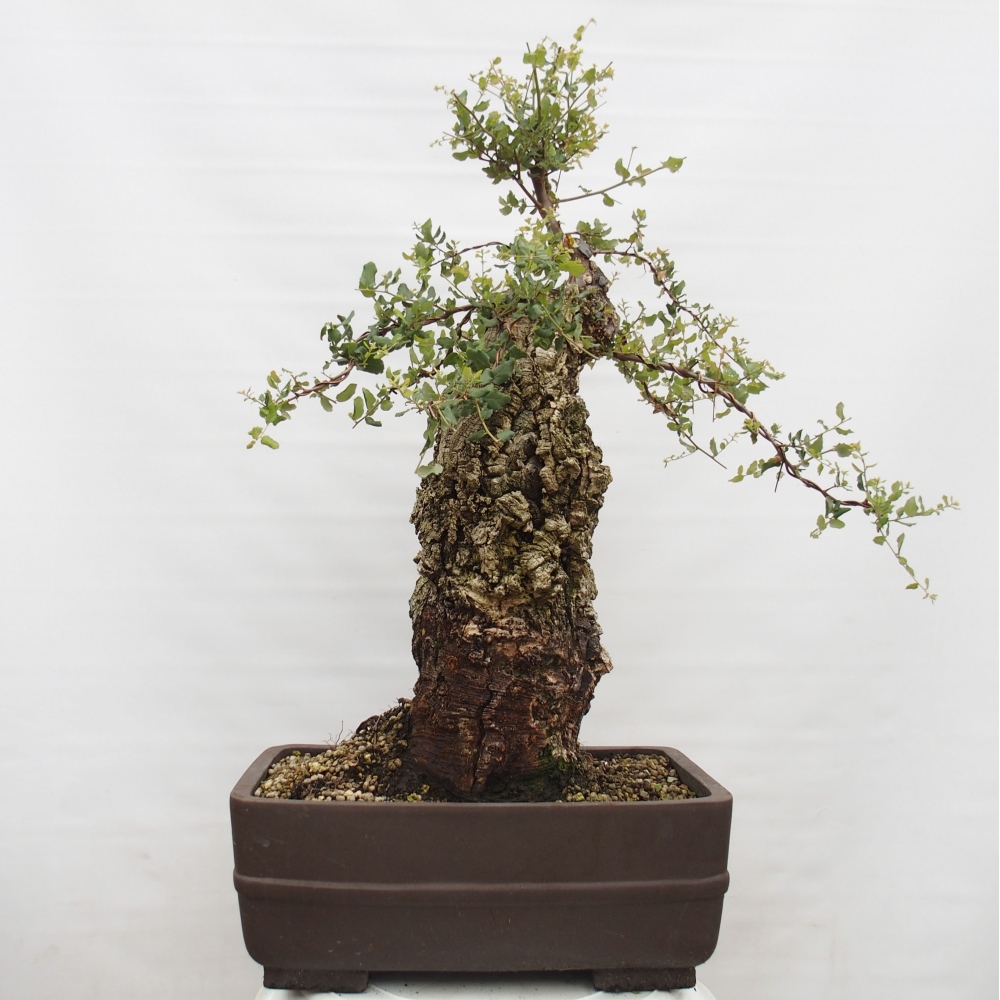 venkovní bonsai Quercus suber - Korkový dub