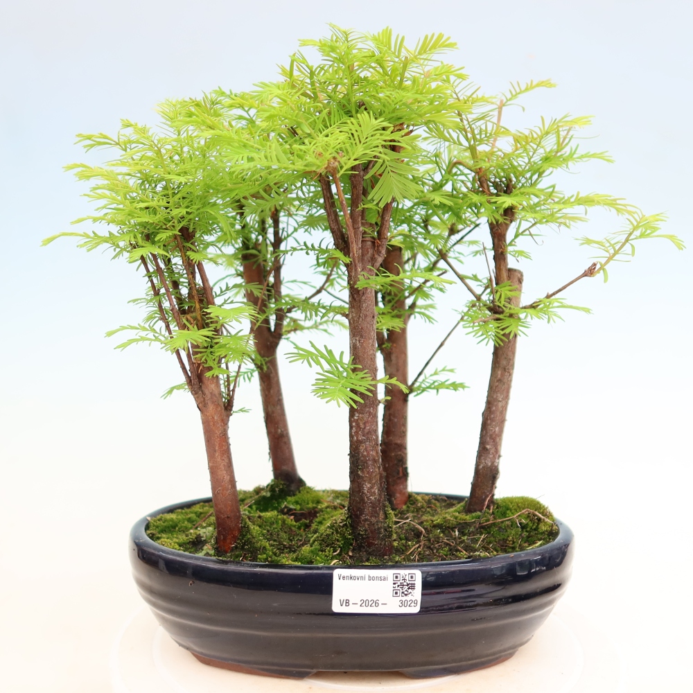 Venkovní bonsai - Metasequoia glyptostroboides - Metasekvoje čínská - lesík
