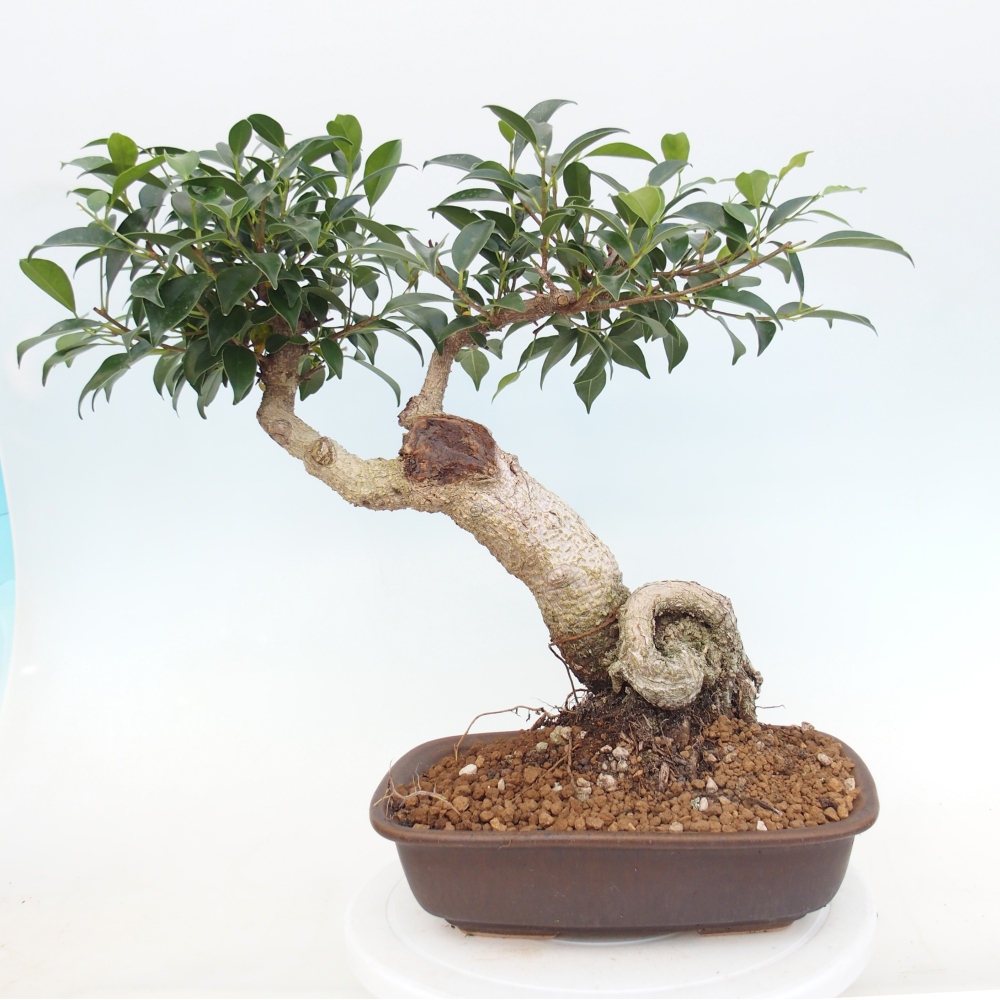Pokojová bonsai - Ficus kimmen -  malolistý fíkus