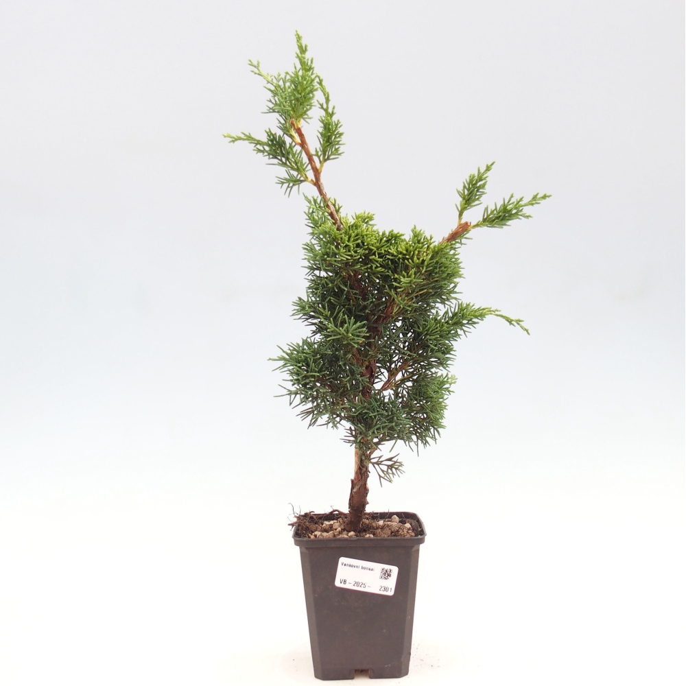 Venkovní bonsai - Juniperus chinensis Kishu -Jalovec čínský