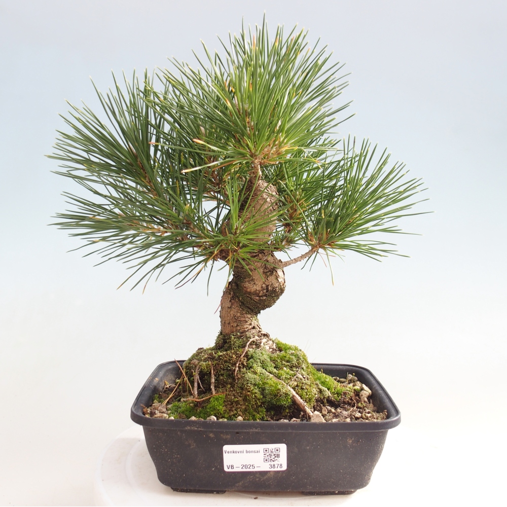Venkovní bonsai - Pinus thunbergii - Borovice thunbergova