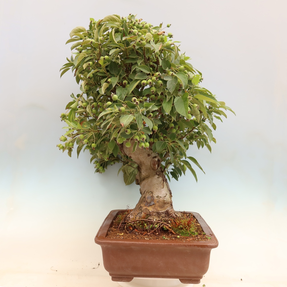 Venkovní bonsai -Malus halliana - Maloplodá jabloň