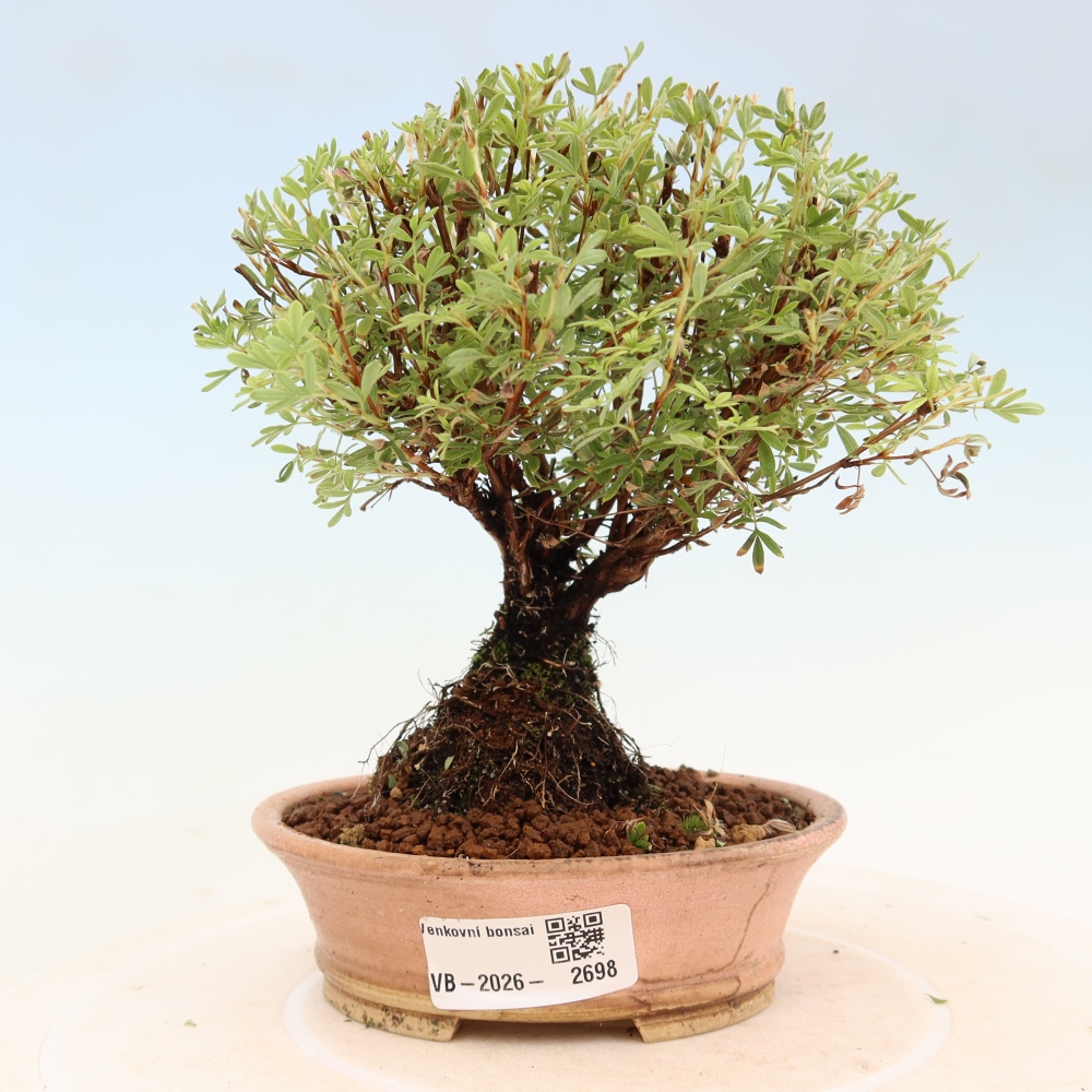 Venkovní bonsai-Mochna křovitá - potentila fruticosa Goldkissen