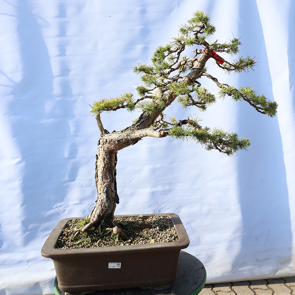 Pinus sylvestris Španělsko - borovice lesní