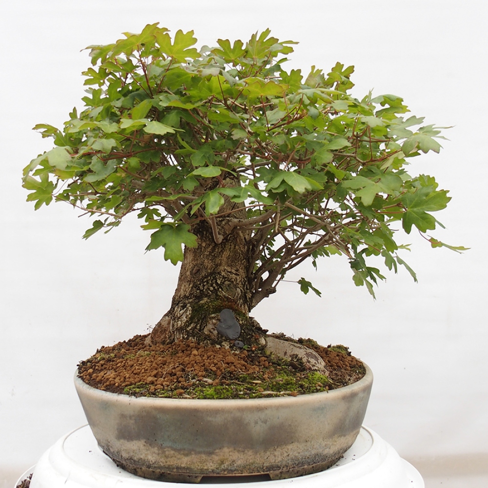 Venkovní bonsai -Javor babyka - Acer campestre