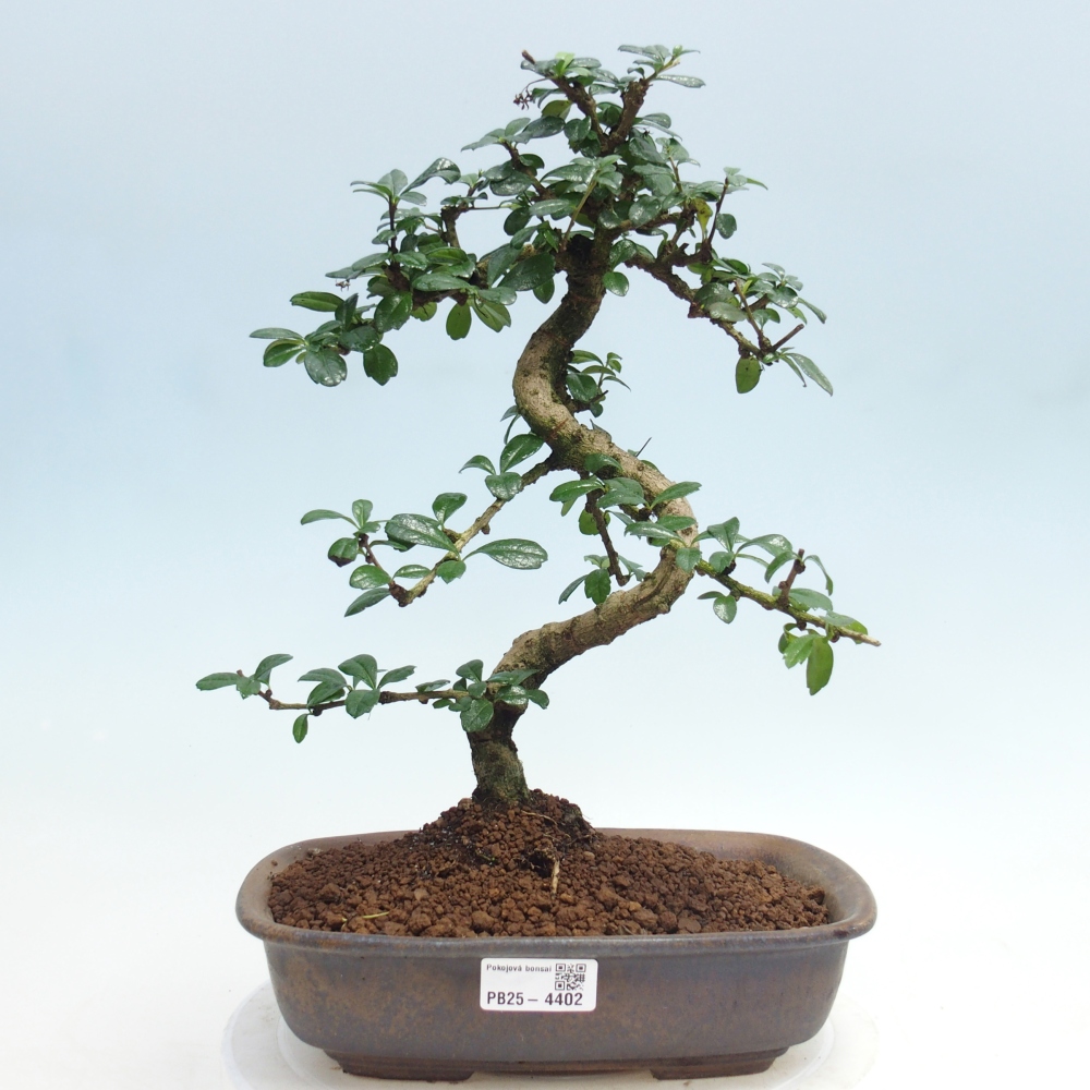 Pokojová bonsai - Carmona macrophylla - Čaj fuki