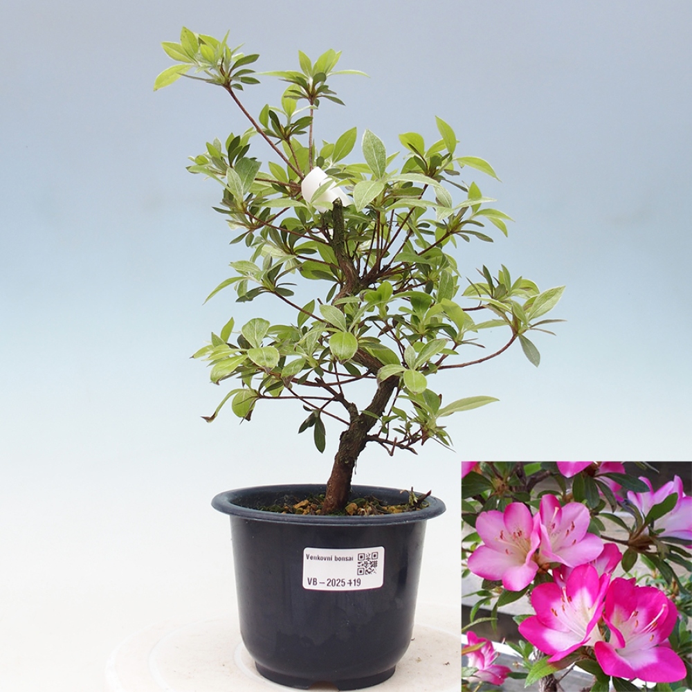 Venkovní bonsai - Japonská azalka - Azalea Reiko