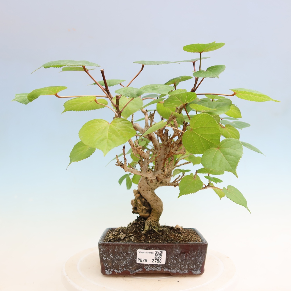Pokojová bonsai - Hibiscus tiliaceus - Ibišek lípovitý, morský