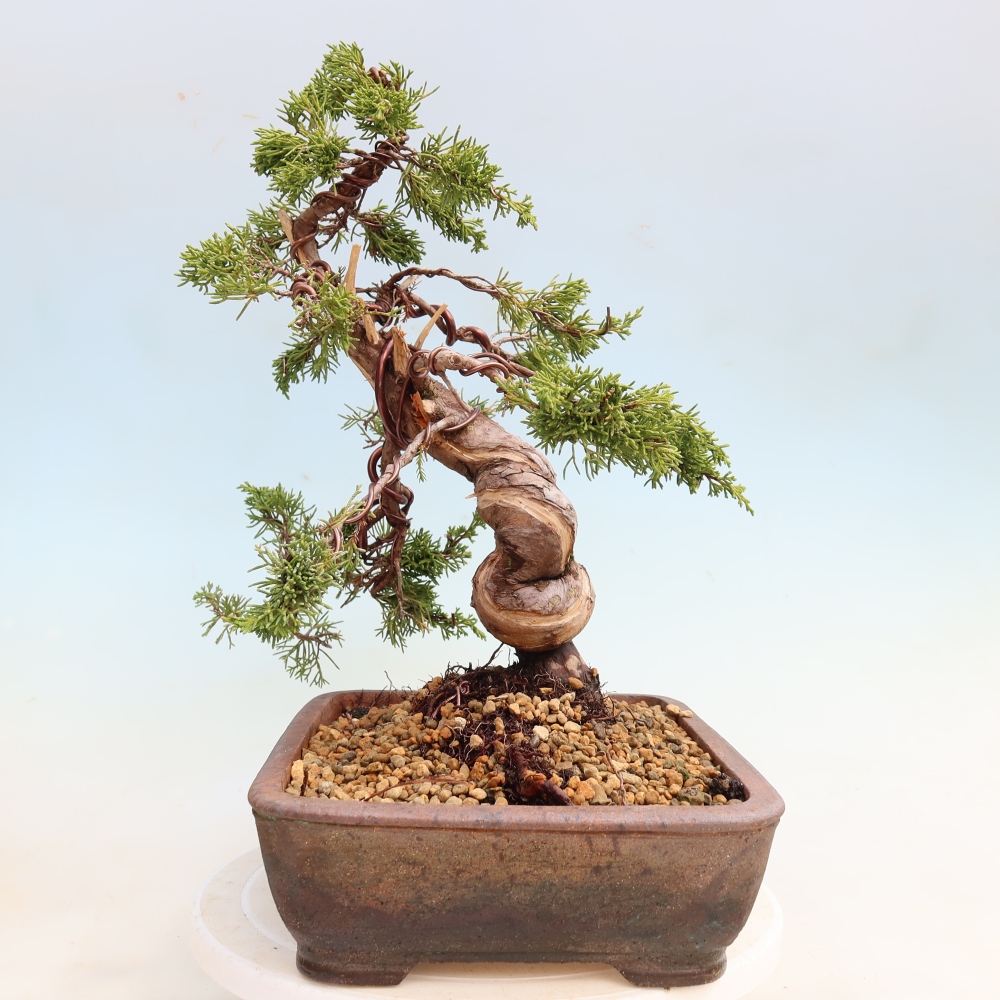 Venkovní bonsai - Juniperus chinensis Itoigawa-Jalovec čínský