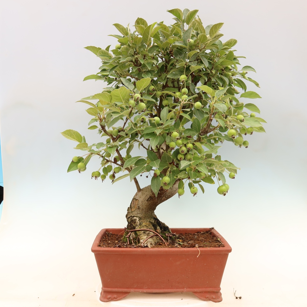 Venkovní bonsai -Malus halliana - Maloplodá jabloň