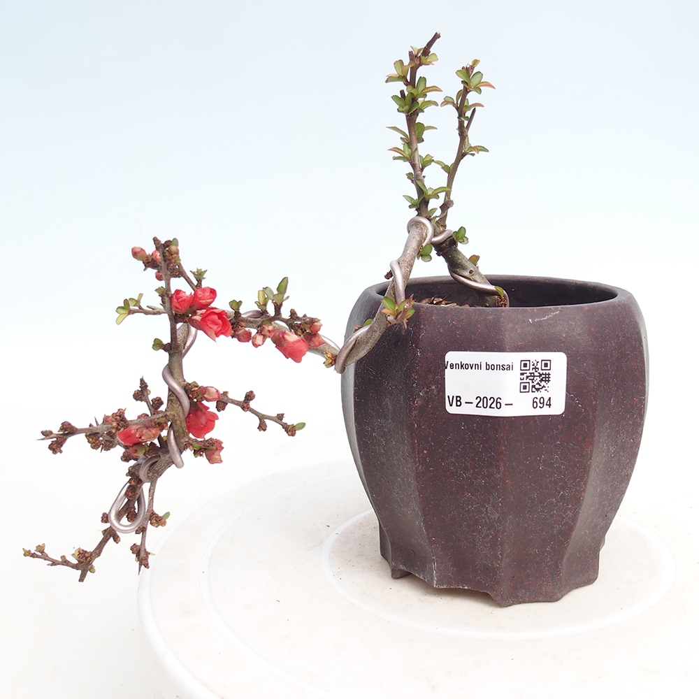 Venkovní bonsai - Chaneomeles s. Red Joy - Kdoulovec 
