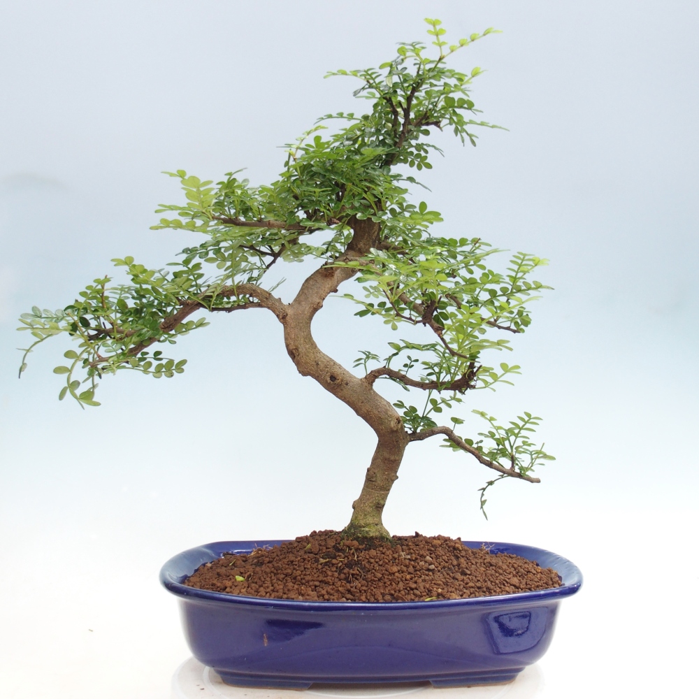 Pokojová bonsai - Zantoxylum piperitum - pepřovník