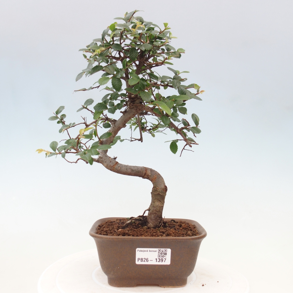 Pokojová bonsai - Ulmus parvifolia - Malolistý jilm