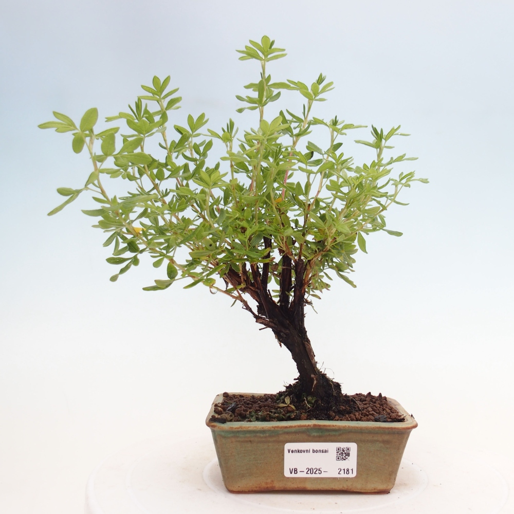 Venkovní bonsai-Mochna křovitá - potentila fruticosa yellow Bird