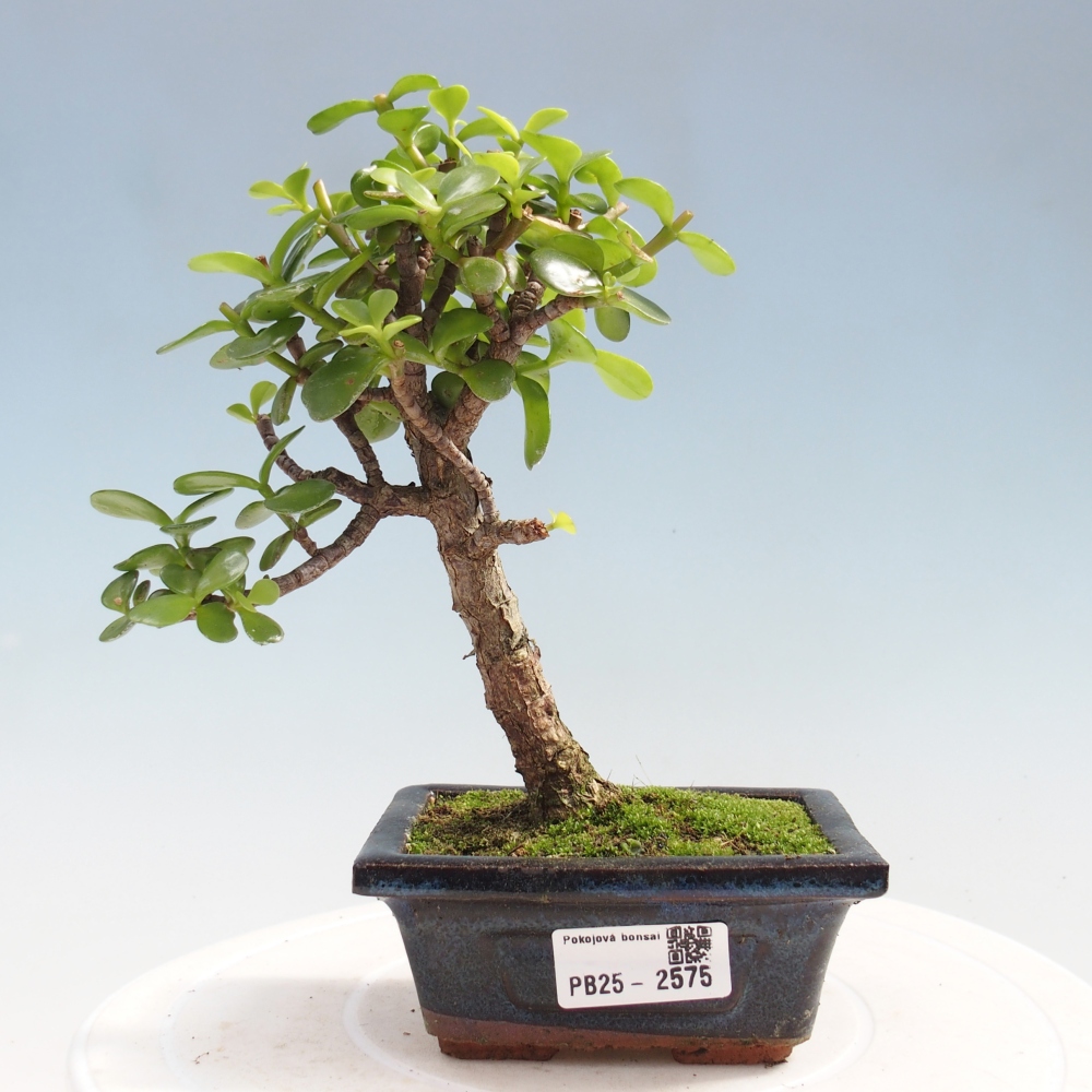 Pokojová bonsai - Portulakaria Afra - Tlustice