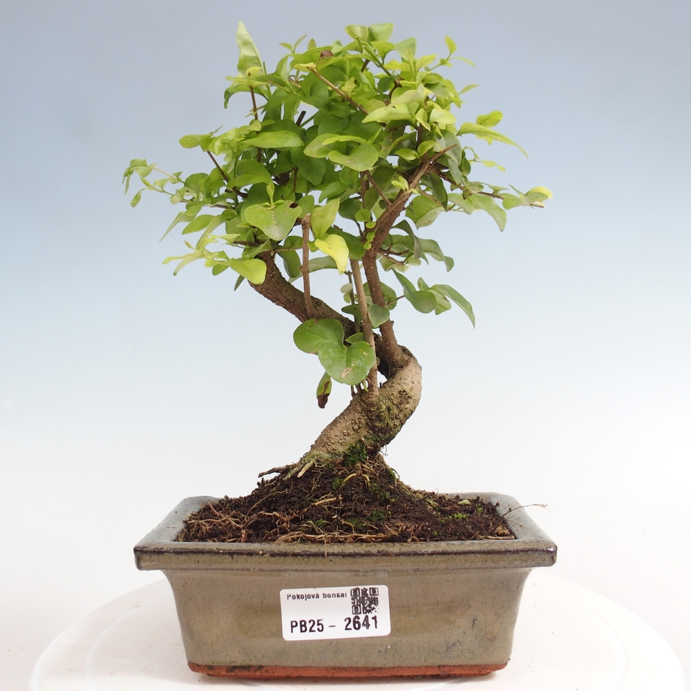 Pokojová bonsai -Ligustrum chinensis - Ptačí zob