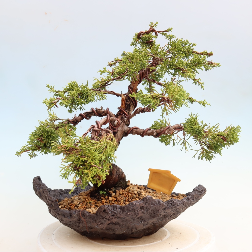 Venkovní bonsai - Juniperus chinensis Itoigawa-Jalovec čínský