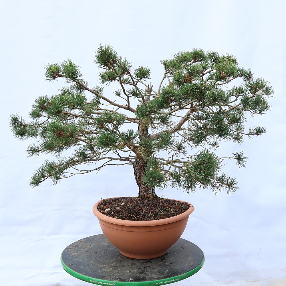 Pinus sylvestris Španělsko - borovice lesní