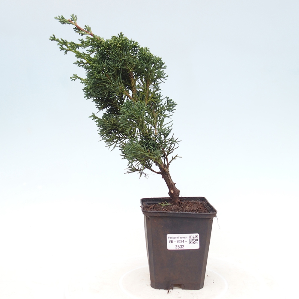 Venkovní bonsai - Juniperus chinensis Kishu -Jalovec čínský