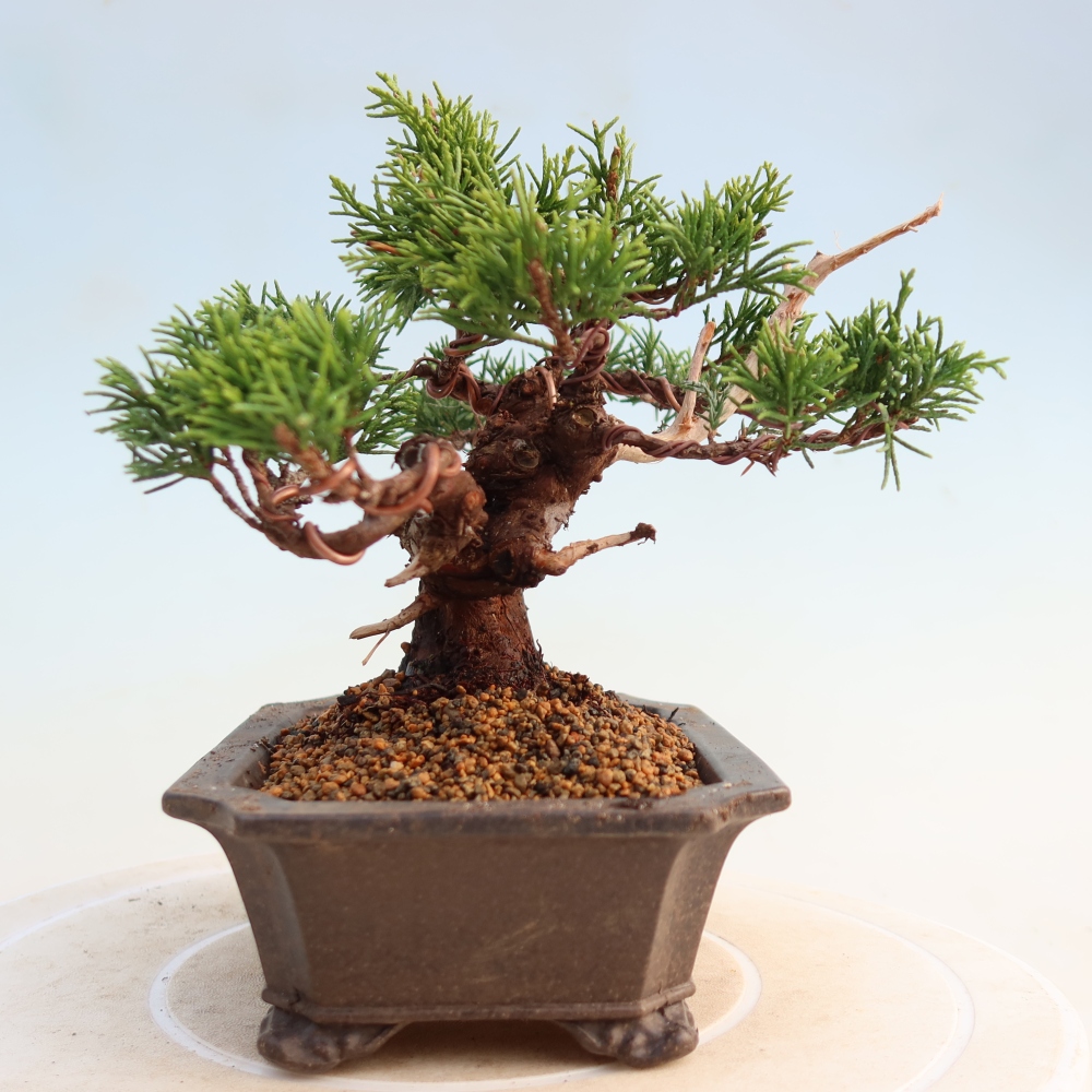 Venkovní bonsai - Juniperus chinensis Itoigawa -Jalovec čínský