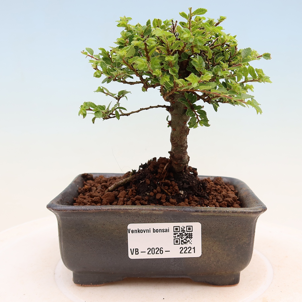 Venkovní bonsai - Ulmus parvifolia Sagei - Malolistý jilm