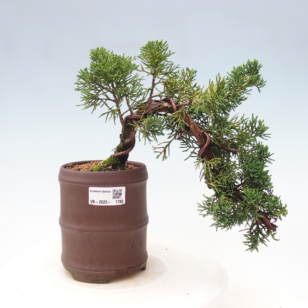 Venkovní bonsai - Juniperus chinensis Kishu -Jalovec čínský