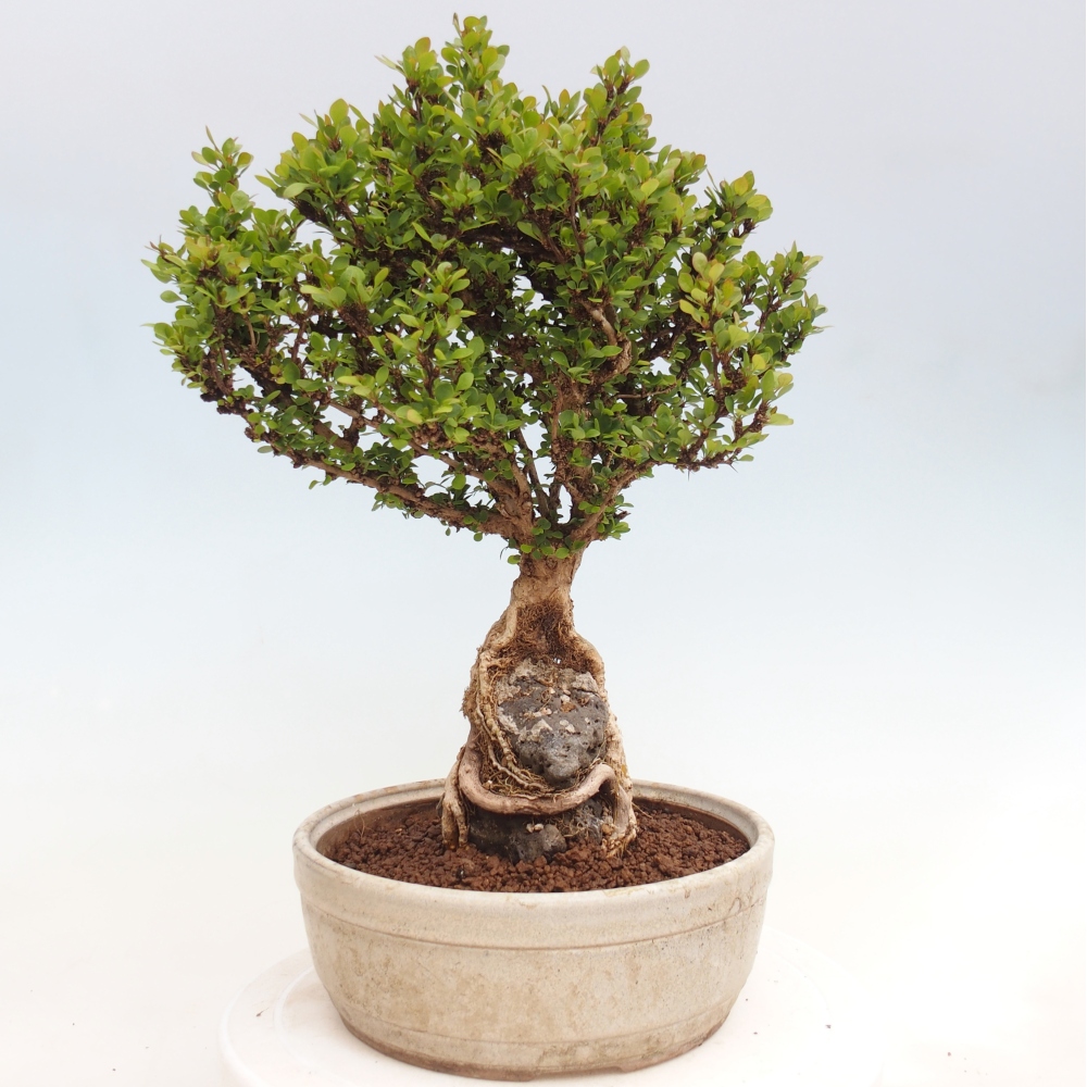 Venkovní bonsai - Berberis coreana - Dřištál korejský