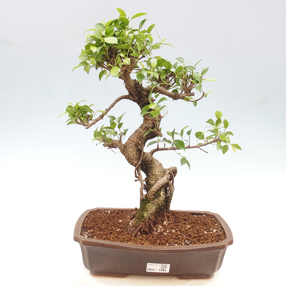 Pokojová bonsai - Ficus kimmen -  malolistý fíkus