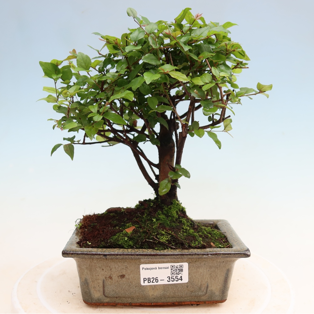 Pokojová bonsai - Sagerécie thea - Sagerécie thea