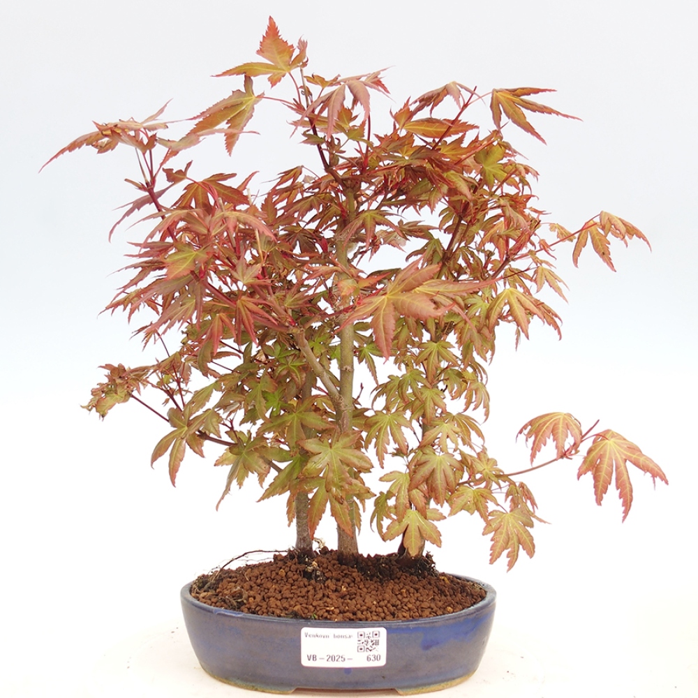 Venkovní bonsai - Acer palmatum  - Javor dlanitolistý