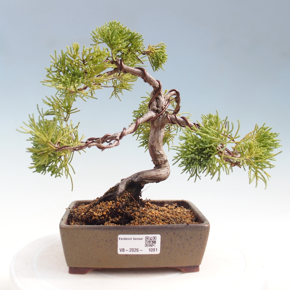 Venkovní bonsai - Juniperus chinensis Kishu -Jalovec čínský