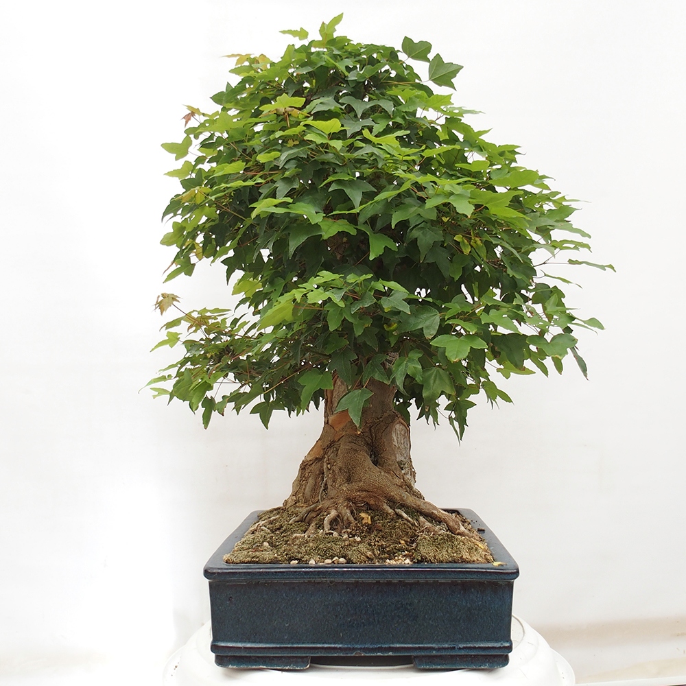 Venkovní bonsai - Acer Buergerianum - Javor Burgerův