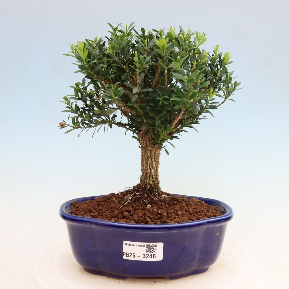 Pokojová bonsai - Buxus harlandii -korkový buxus