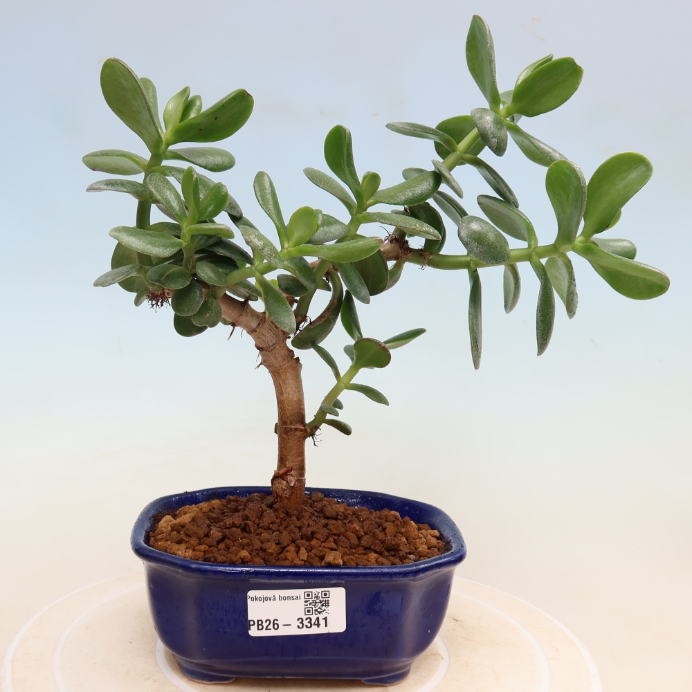 Pokojová bonsai - Tlustice vejčitá - Crassula ovata